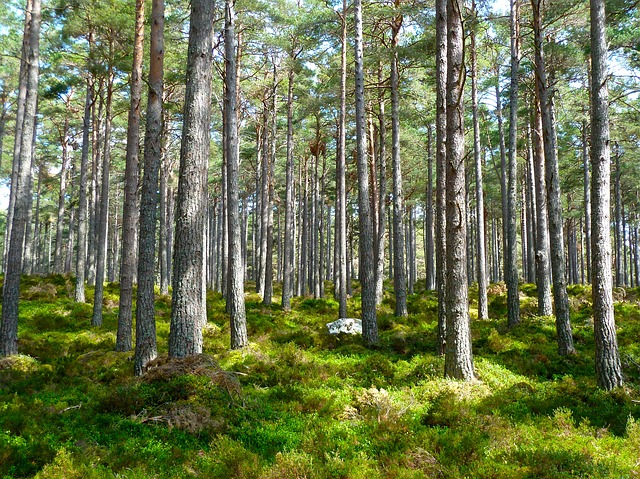 Minas L Der Em Floresta Plantada Cened Meio Ambiente Online