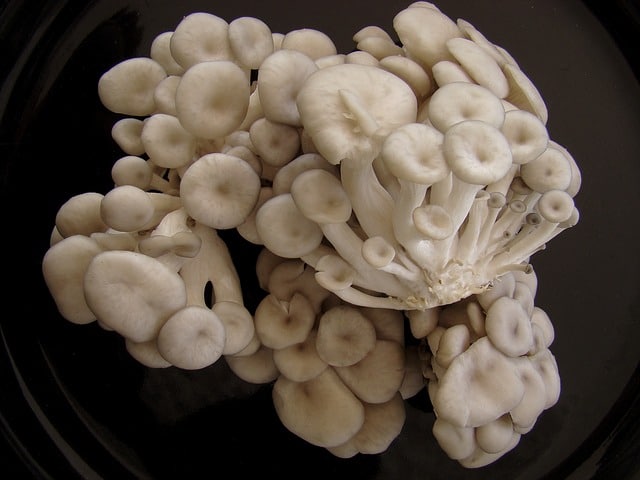 Cogumelos Comestíveis Nambei Shokai