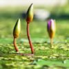 biologia vegetal