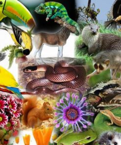 ecologia e biodiversidade
