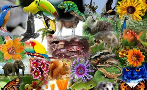 ecologia e biodiversidade